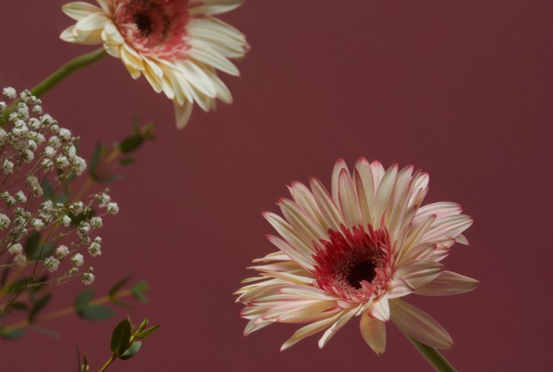 Flower-web